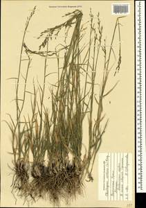 Cleistogenes serotina (L.) Keng, Crimea (KRYM) (Russia)