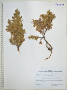 Juniperus communis var. saxatilis Pall., Siberia, Russian Far East (S6) (Russia)