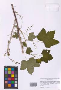 Ribes rubrum L., Eastern Europe, Moscow region (E4a) (Russia)