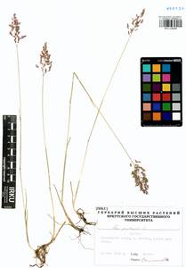 Poa pratensis L., Siberia, Baikal & Transbaikal region (S4) (Russia)
