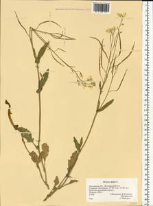 Brassica napus L., Eastern Europe, Central forest-and-steppe region (E6) (Russia)