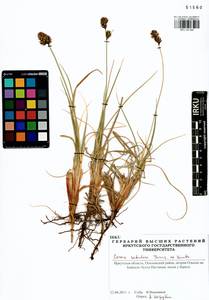 Carex sabulosa Turcz. ex Kunth, Siberia, Baikal & Transbaikal region (S4) (Russia)