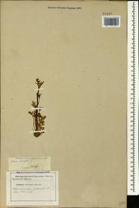 Ranunculus sceleratus L., Caucasus, Stavropol Krai, Karachay-Cherkessia & Kabardino-Balkaria (K1b) (Russia)