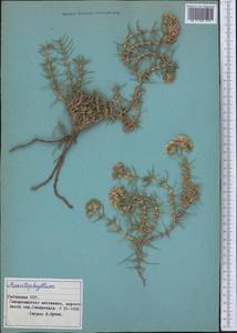 Acanthophyllum, Middle Asia, Syr-Darian deserts & Kyzylkum (M7) (Uzbekistan)