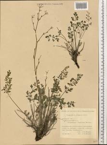 Pimpinella tragium Vill., Eastern Europe, South Ukrainian region (E12) (Ukraine)