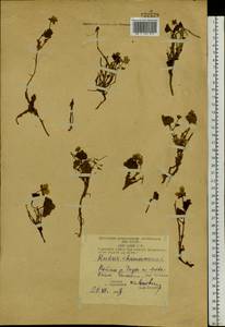 Rubus chamaemorus L., Siberia, Chukotka & Kamchatka (S7) (Russia)