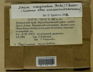 Mnium marginatum (Dicks.) P. Beauv., Bryophytes, Bryophytes - Russian Far East (excl. Chukotka & Kamchatka) (B20) (Russia)