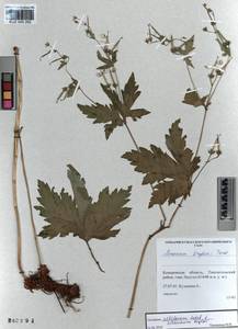 KUZ 000 282, Geranium albiflorum Ledeb., Siberia, Altai & Sayany Mountains (S2) (Russia)