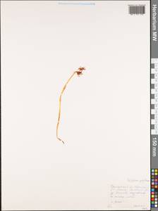 Epipogium aphyllum Sw., Siberia, Russian Far East (S6) (Russia)