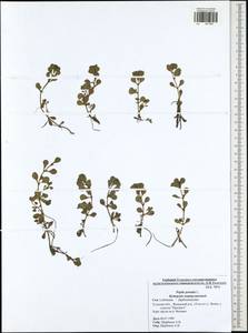 Lythrum portula (L.) D. A. Webb, Eastern Europe, Central region (E4) (Russia)