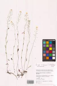 Rorippa brachycarpa (C.A.Mey.) Hayek, Eastern Europe, Lower Volga region (E9) (Russia)