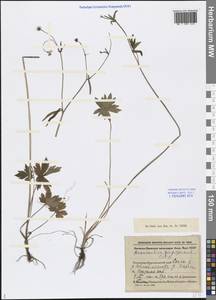 Ranunculus propinquus C. A. Mey., Eastern Europe, Northern region (E1) (Russia)