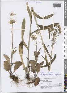 Tephroseris integrifolia (L.) Holub, Siberia, Altai & Sayany Mountains (S2) (Russia)
