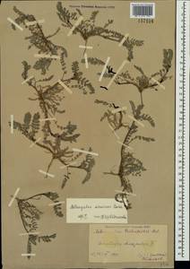 Astragalus sinaicus Boiss., Crimea (KRYM) (Russia)