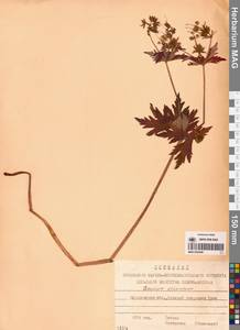 Geranium erianthum DC., Siberia, Chukotka & Kamchatka (S7) (Russia)