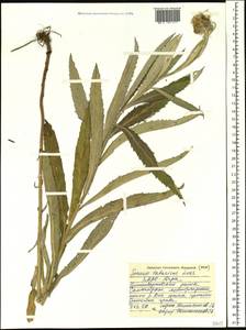Jacobaea paludosa subsp. lanata (Holub) B. Nord., Siberia, Western Siberia (S1) (Russia)