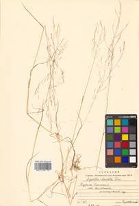 Agrostis clavata Trin., Siberia, Russian Far East (S6) (Russia)