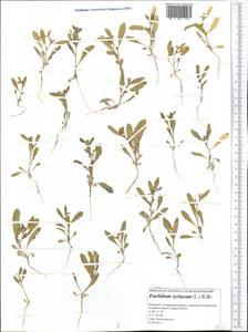 Euclidium syriacum (L.) W. T. Aiton, Middle Asia, Caspian Ustyurt & Northern Aralia (M8) (Kazakhstan)