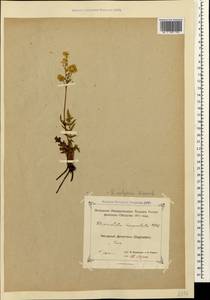 Filipendula vulgaris Moench, Caucasus, Dagestan (K2) (Russia)