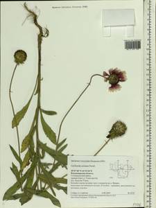 Gaillardia aristata Pursh, Eastern Europe, Central region (E4) (Russia)