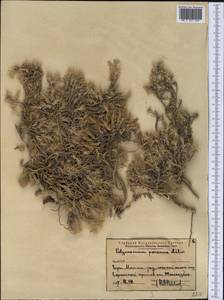 Polycnemum perenne Litv., Middle Asia, Western Tian Shan & Karatau (M3) (Kazakhstan)