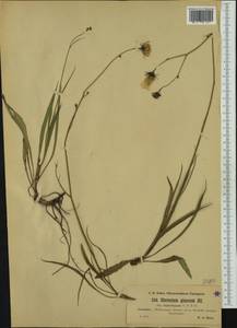 Hieracium glaucum subsp. tephrolepium Nägeli & Peter, Western Europe (EUR) (Austria)