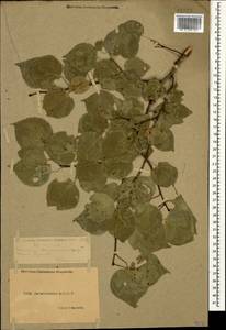 Populus nigra L., Caucasus, Dagestan (K2) (Russia)