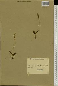 Herminium monorchis (L.) R.Br., Siberia, Western (Kazakhstan) Altai Mountains (S2a) (Kazakhstan)
