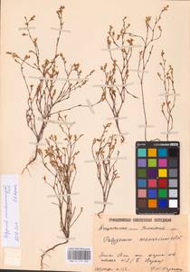 Polygonum arenarium subsp. arenarium, Eastern Europe, Lower Volga region (E9) (Russia)