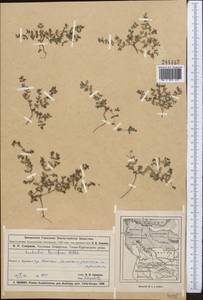 Euphorbia humifusa Willd., Middle Asia, Muyunkumy, Balkhash & Betpak-Dala (M9) (Kazakhstan)