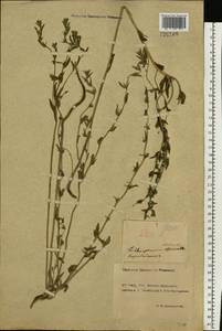Buglossoides arvensis (L.) I. M. Johnst., Eastern Europe, Rostov Oblast (E12a) (Russia)