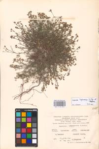 Cynanchica tephrocarpa subsp. tephrocarpa, Eastern Europe, North Ukrainian region (E11) (Ukraine)