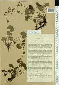 Alchemilla exul Juz., Eastern Europe, Eastern region (E10) (Russia)