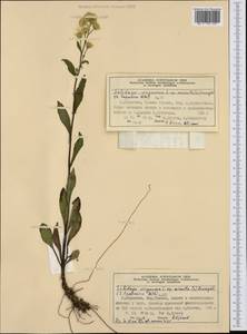 Solidago virgaurea subsp. minuta (L.) Arcang., Western Europe (EUR) (Norway)