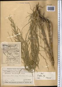 Artemisia oliveriana J. Gay ex DC., Middle Asia, Muyunkumy, Balkhash & Betpak-Dala (M9) (Kazakhstan)
