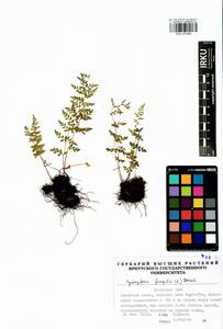 Cystopteris fragilis (L.) Bernh., Siberia, Baikal & Transbaikal region (S4) (Russia)