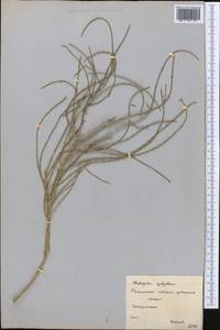 Haloxylon ammodendron (C. A. Mey.) Bunge ex Fenzl, Middle Asia, Karakum (M6) (Turkmenistan)