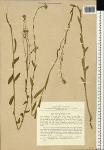 Neslia paniculata (L.) Desv., Eastern Europe, North Ukrainian region (E11) (Ukraine)
