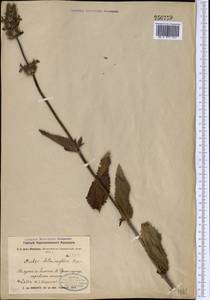 Betonica betoniciflora (Rupr. ex O.Fedtsch. & B.Fedtsch.) Sennikov, Middle Asia, Western Tian Shan & Karatau (M3) (Uzbekistan)