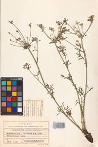 Aulacospermum multifidum (Sm.) Woronow, Eastern Europe, Eastern region (E10) (Russia)