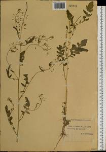 Rorippa palustris (L.) Besser, Siberia, Yakutia (S5) (Russia)