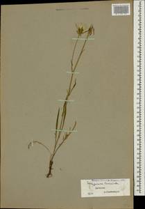 Scorzonera laciniata L., Caucasus, Dagestan (K2) (Russia)