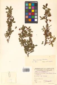 Rosa spinosissima L., Siberia, Russian Far East (S6) (Russia)