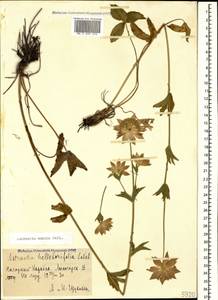 Astrantia maxima Pall., Caucasus, Azerbaijan (K6) (Azerbaijan)