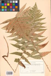 Dryopteris filix-mas (L.) Schott, Eastern Europe, Moscow region (E4a) (Russia)