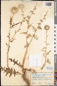 Echinops ritro subsp. ruthenicus (M. Bieb.) Nyman, Eastern Europe, North Ukrainian region (E11) (Ukraine)