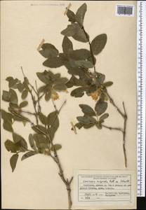 Lonicera hispida Pall. ex Roem. & Schult., Middle Asia, Northern & Central Tian Shan (M4) (Kyrgyzstan)