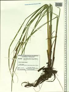 Carex rostrata Stokes, Siberia, Central Siberia (S3) (Russia)