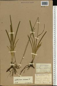 Anthericum ramosum L., Eastern Europe, Central forest-and-steppe region (E6) (Russia)