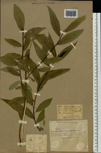 Salix fragilis L., Eastern Europe, South Ukrainian region (E12) (Ukraine)